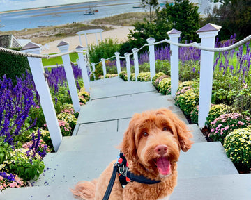 Breathtaking Cape Cod